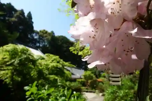 岩船寺の自然