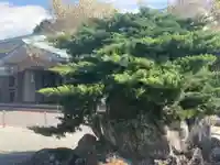 七社神社の自然