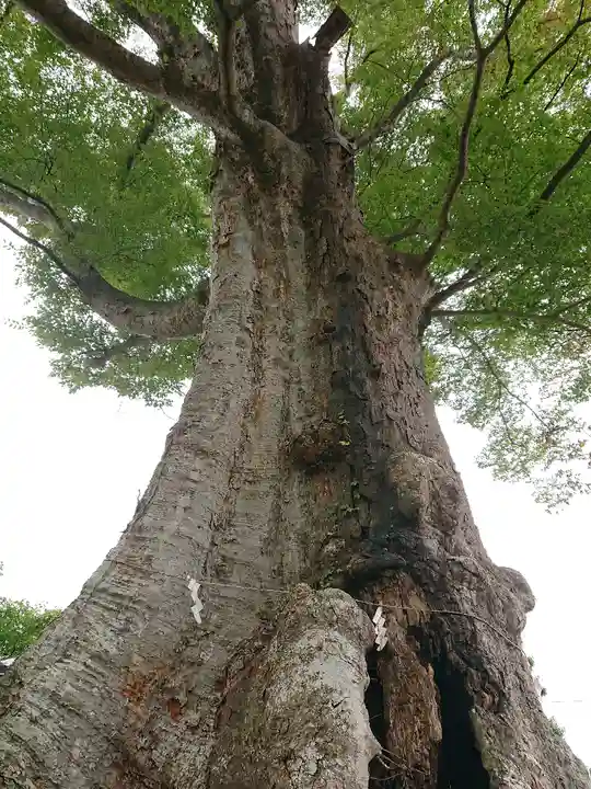 若宮八幡宮の自然