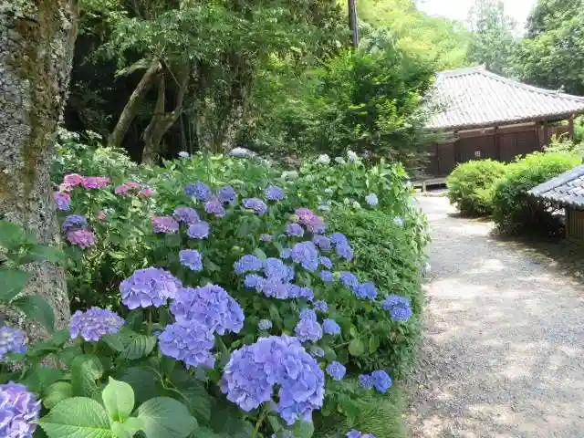 矢田寺(奈良県)
