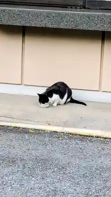 白金氷川神社の動物