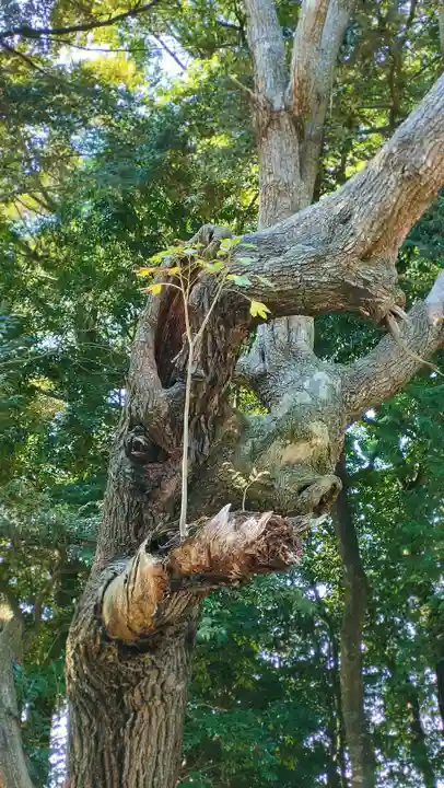 諏訪八幡神社の自然
