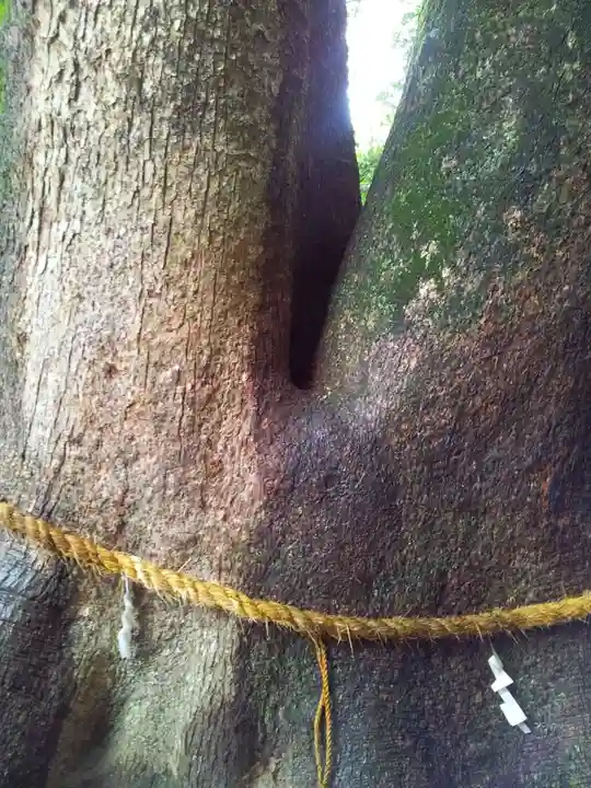 伊弉諾神宮の自然