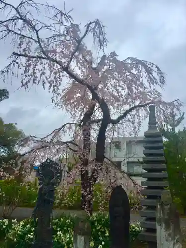 大雲寺の自然