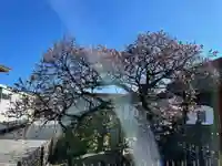 西新井大師総持寺の自然