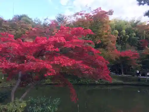 高台寺（高台寿聖禅寺・高臺寺）の自然