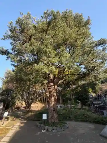 正安寺の{uncategorized: "未分類", other: "その他", undefined: "問題あり", building: "その他建物", grave: "お墓", sacred_gate: "鳥居", guardian: "狛犬", statue: "像", buddha: "仏像", history: "歴史", nature: "自然", garden: "庭園", animal: "動物", pagoda: "塔", temizu: "手水舎", mountain_gate: "山門・神門", sanctuary: "本殿・本堂", subordinate: "末社・摂社", art: "芸術", scenery: "景色", jizo: "地蔵", ema: "絵馬", goshuin: "御朱印", omikuji: "おみくじ", items: "授与品その他", amulet: "お守り", goshuincho: "御朱印帳", eats: "食事", festival: "お祭り", votive_dance: "神楽", shichigosan: "七五三参", wedding: "結婚式", experience: "体験その他", initially: "初詣", around: "周辺", anti_infection: "感染症対策"}