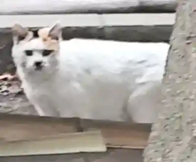 平塚神社の{uncategorized: "未分類", other: "その他", undefined: "問題あり", building: "その他建物", grave: "お墓", sacred_gate: "鳥居", guardian: "狛犬", statue: "像", buddha: "仏像", history: "歴史", nature: "自然", garden: "庭園", animal: "動物", pagoda: "塔", temizu: "手水舎", mountain_gate: "山門・神門", sanctuary: "本殿・本堂", subordinate: "末社・摂社", art: "芸術", scenery: "景色", jizo: "地蔵", ema: "絵馬", goshuin: "御朱印", omikuji: "おみくじ", items: "授与品その他", amulet: "お守り", goshuincho: "御朱印帳", eats: "食事", festival: "お祭り", votive_dance: "神楽", shichigosan: "七五三参", wedding: "結婚式", experience: "体験その他", initially: "初詣", around: "周辺", anti_infection: "感染症対策"}
