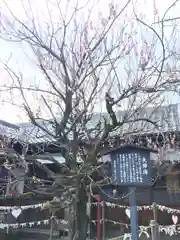 滋賀県護国神社の自然