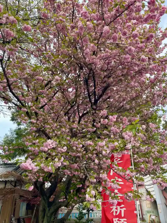 諏訪大神社 の{uncategorized: "未分類", other: "その他", undefined: "問題あり", building: "その他建物", grave: "お墓", sacred_gate: "鳥居", guardian: "狛犬", statue: "像", buddha: "仏像", history: "歴史", nature: "自然", garden: "庭園", animal: "動物", pagoda: "塔", temizu: "手水舎", mountain_gate: "山門・神門", sanctuary: "本殿・本堂", subordinate: "末社・摂社", art: "芸術", scenery: "景色", jizo: "地蔵", ema: "絵馬", goshuin: "御朱印", omikuji: "おみくじ", items: "授与品その他", amulet: "お守り", goshuincho: "御朱印帳", eats: "食事", festival: "お祭り", votive_dance: "神楽", shichigosan: "七五三参", wedding: "結婚式", experience: "体験その他", initially: "初詣", around: "周辺", anti_infection: "感染症対策"}