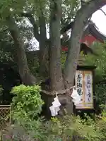 稲爪神社の自然