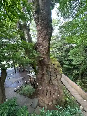 來宮神社(静岡県)