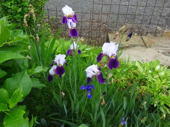 伊勢原 法泉寺の自然