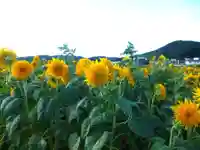 白崎神社(山口県)