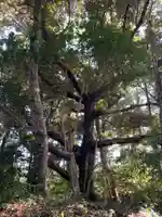 天満天神宮の自然