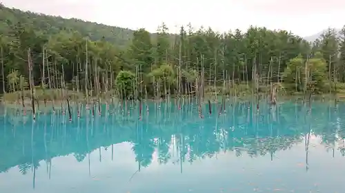 白金神社の自然