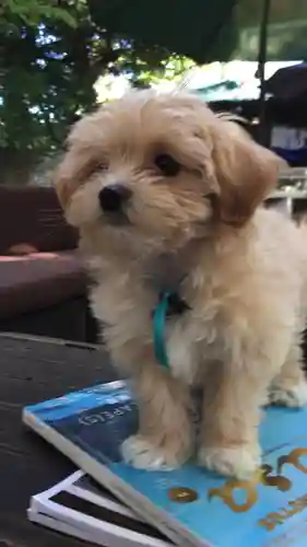 戸越八幡神社の動物