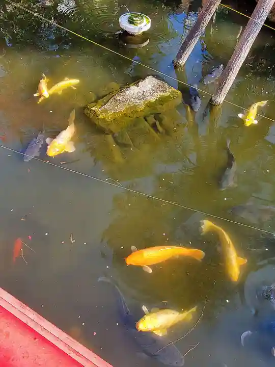 今泉八坂神社(栃木県)