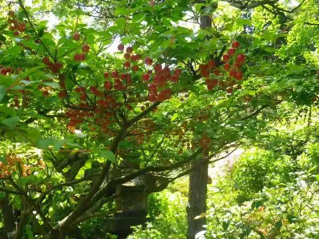 安國論寺(安国論寺)の自然