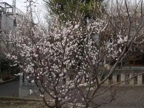 菅原神社（子安天満宮）の自然