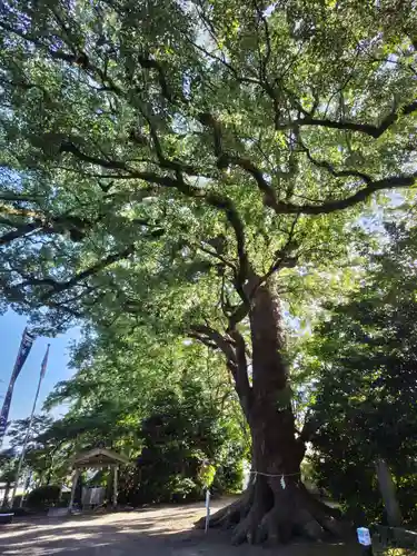 諏訪神社の自然