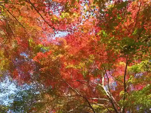 深大寺の自然