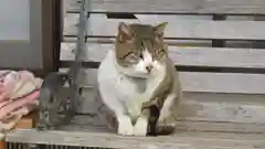 御誕生寺（猫寺）の動物