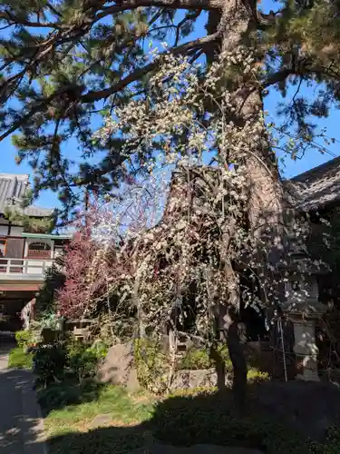 玄国寺(東京都)