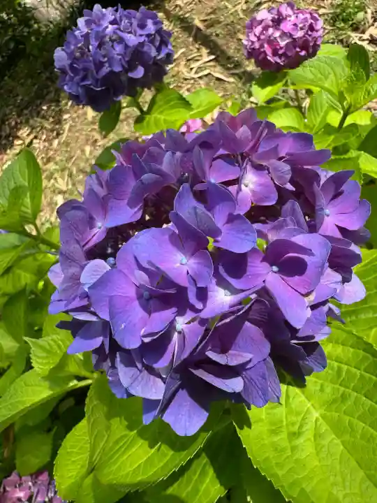 神炊館神社 ⁂奥州須賀川総鎮守⁂(福島県)