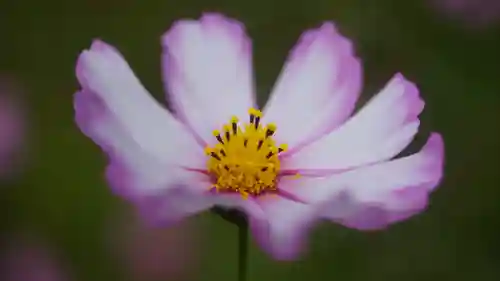 般若寺 ❁﻿コスモス寺❁(奈良県)