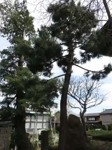 本願寺国府別院の自然