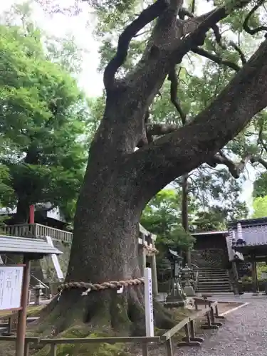 事任八幡宮の自然