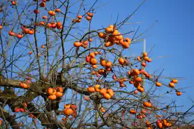 石上神宮(奈良県)