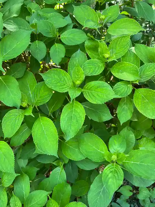 磯山神社(栃木県)