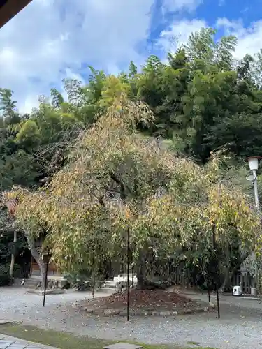 平野神社(京都府)