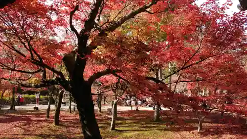東福禅寺（東福寺）の{uncategorized: "未分類", other: "その他", undefined: "問題あり", building: "その他建物", grave: "お墓", sacred_gate: "鳥居", guardian: "狛犬", statue: "像", buddha: "仏像", history: "歴史", nature: "自然", garden: "庭園", animal: "動物", pagoda: "塔", temizu: "手水舎", mountain_gate: "山門・神門", sanctuary: "本殿・本堂", subordinate: "末社・摂社", art: "芸術", scenery: "景色", jizo: "地蔵", ema: "絵馬", goshuin: "御朱印", omikuji: "おみくじ", items: "授与品その他", amulet: "お守り", goshuincho: "御朱印帳", eats: "食事", festival: "お祭り", votive_dance: "神楽", shichigosan: "七五三参", wedding: "結婚式", experience: "体験その他", initially: "初詣", around: "周辺", anti_infection: "感染症対策"}
