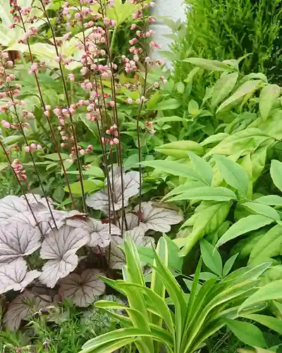 寿量山　速成寺の自然