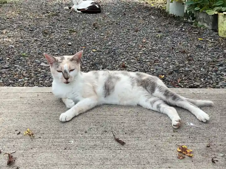一心寺・一心禅寺の動物