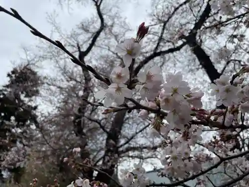 新田稲荷神社の自然