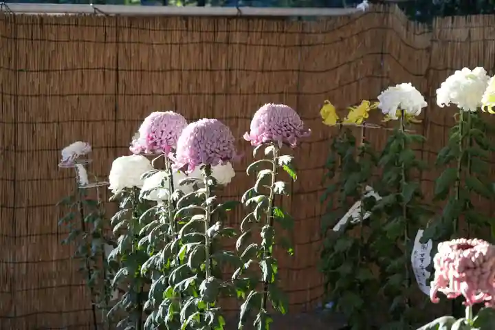 明治神宮(東京都)