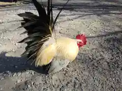 日吉神社の動物