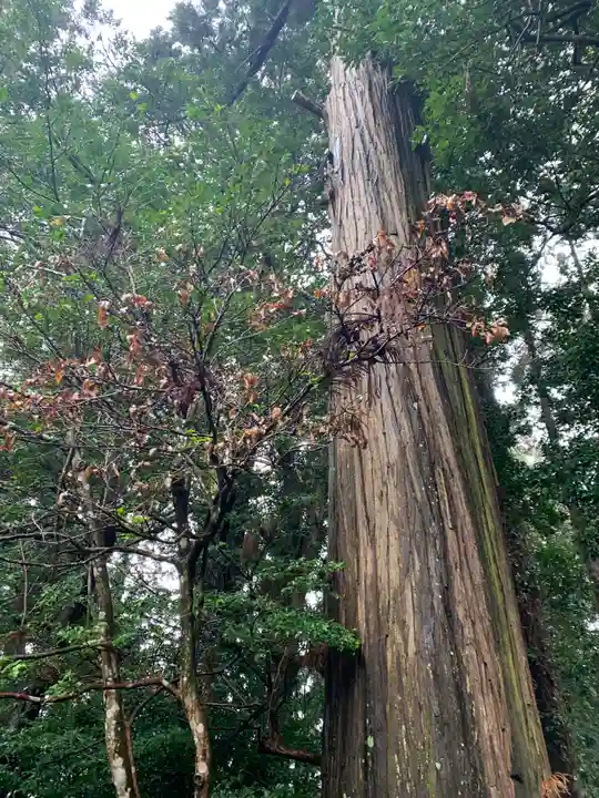 赤城神社の自然
