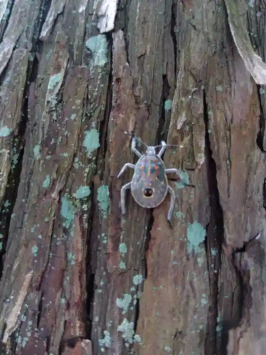杉杜白髭神社(福井県)