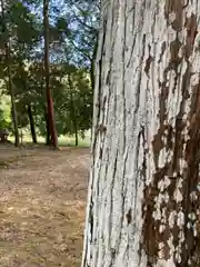 八幡神社の自然