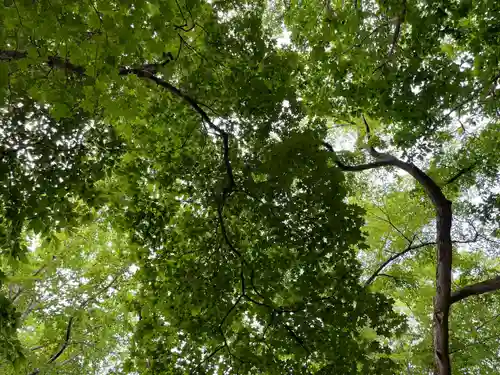 千歳神社の自然