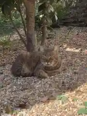 三輪神社の動物