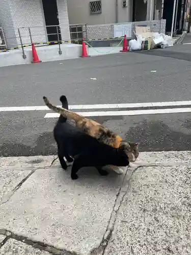 西九條神社の動物