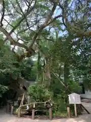 大山祇神社の自然