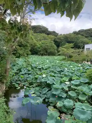 鶴岡八幡宮(神奈川県)