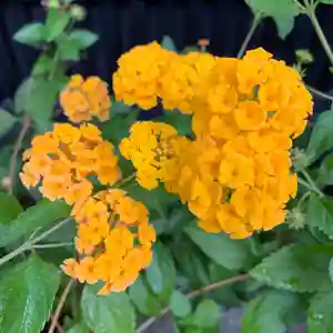 豊景神社の自然(2020年09月24日(木) 05時45分01秒投稿)